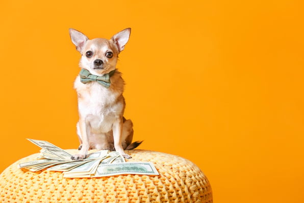 A dog on a cushion surrounded by cash, a pet-friendly rental property boosts returns concept