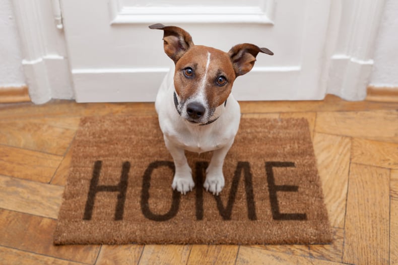 A dog sits on a Home welcome mat, rental management companies and allowing pets concept