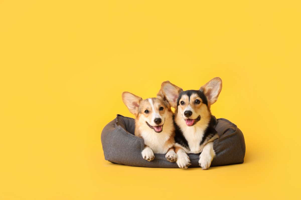 Cute corgi dogs with pet bed on color background