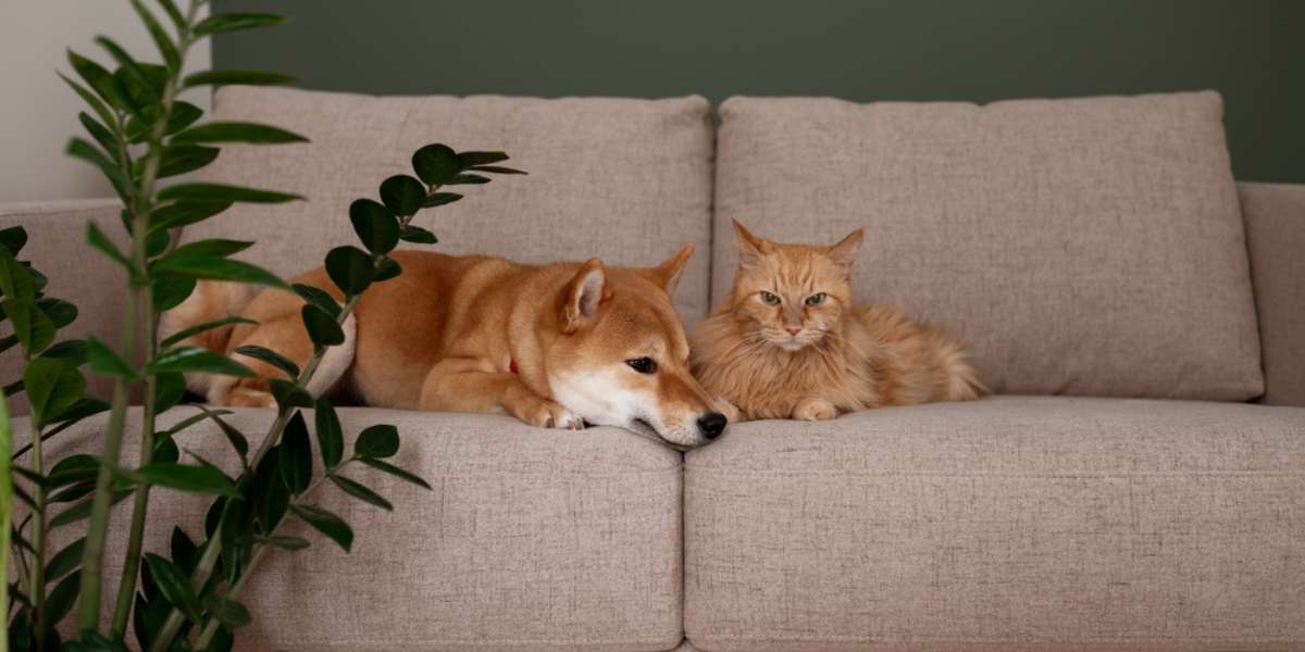 Red Shiba inu dog and red cat napping on gray couch in modern room with green wall and potted plants