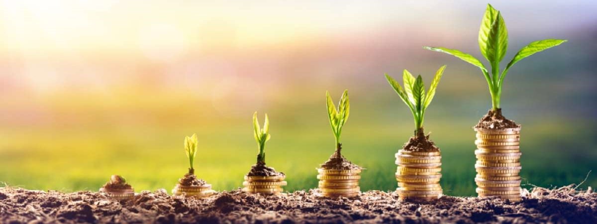 Growing Money - Plant On Coins - Finance And Investment